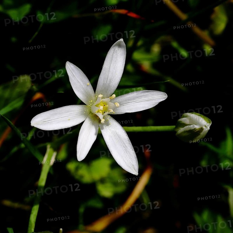 Star of Bethlehem (Ornithogalum umbellatum), umbel milk star, grass lily in bloom, at the first rays of the sun with black background, Wilnsdorf, North Rhine-Westphalia