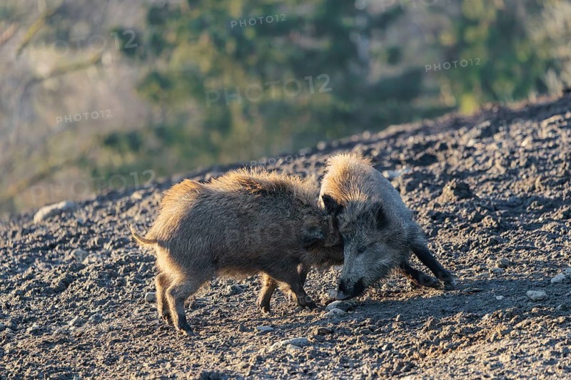 Two young wild boars (Sus scrofa) play fighting and dominance on a frozen field on a sunny day. A forest can be seen in the background