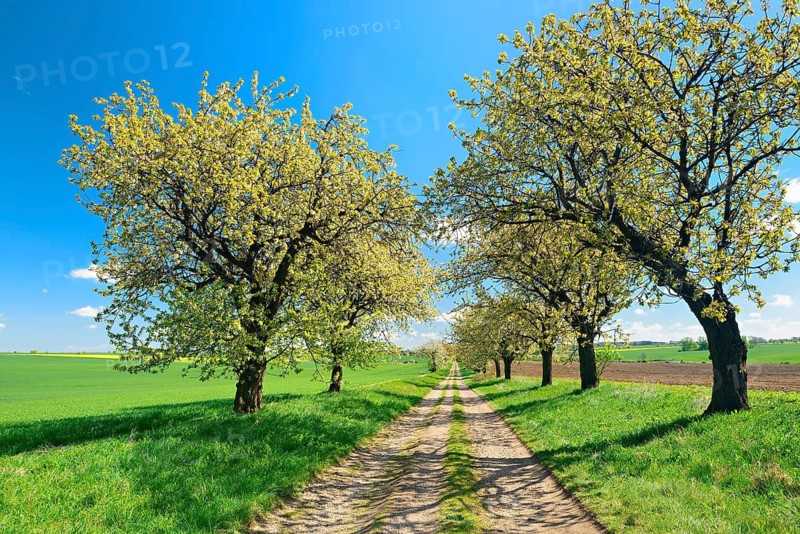 Blossoming cherry trees on a country lane, near Hettstedt, Saxony-Anhalt, Germany