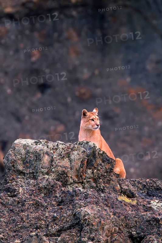Cougar (Felis concolor patagonica) wbl. Torres del Paine NP, Chile, Torres del Paine NP, South America