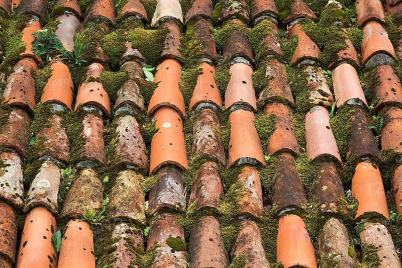 High angle view and close-up of traditional terracotta clay roof tiles overgrown with Bryophyta - Green Moss and small plants in late summer, Old Town of Kotor, Montenegro