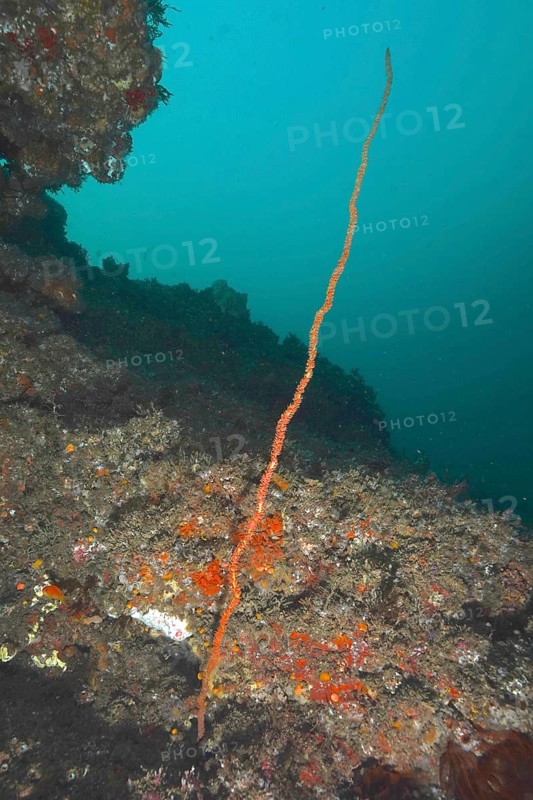 Wire coral (Cirrhipathes sp)