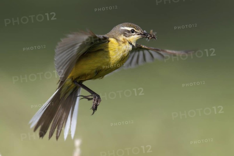 Western Yellow Wagtail (Motacilla flava) flying, Lower Saxony, Germany