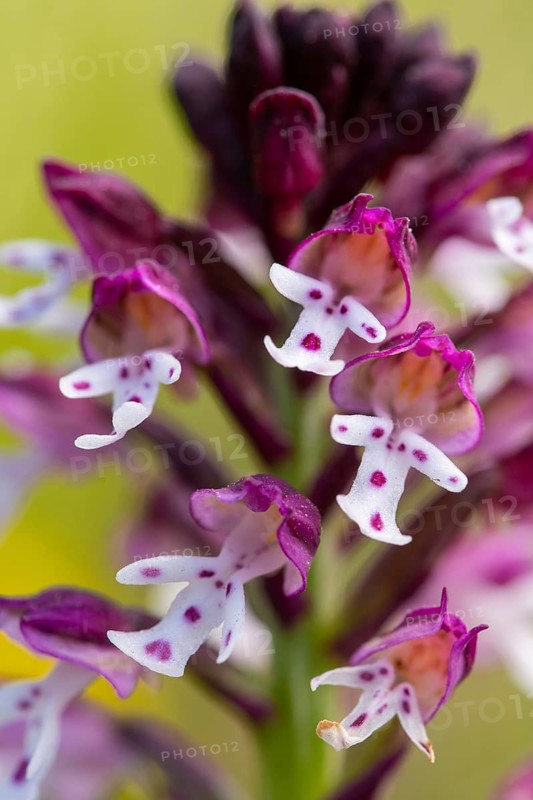 Close up image of intricate details of wild orchids native to Andalusia, featuring vivid purple and white petals against a soft green background