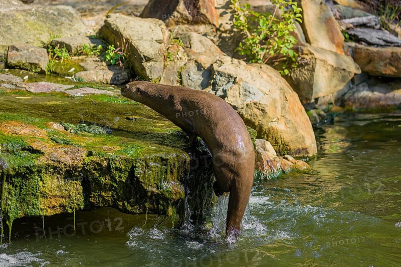 One giant otter or giant river otter (Pteronura brasiliensis) jumps out of the river onto a mossy rock at a little cascade