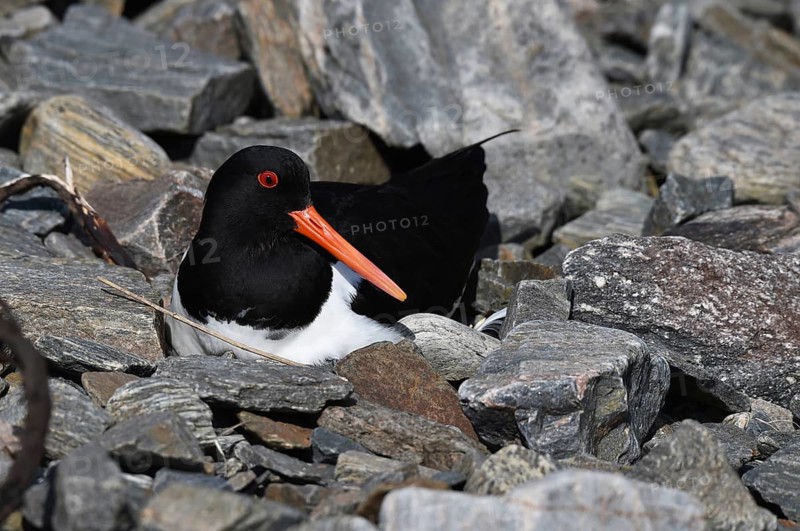 Oystercatcher, (Haematopus ostralegus) breeds in the rocks, Norway