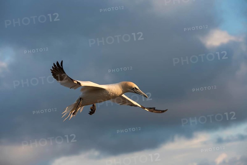 Northern Gannet (Morus bassanus) flying, Schleswig-Holstein, Germany