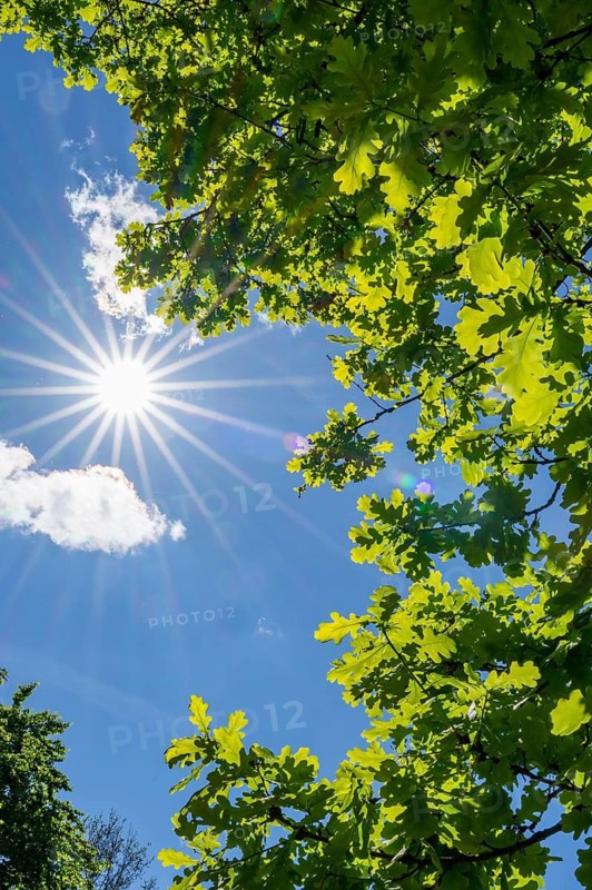 Pedunculate oak (Quercus robur) leafes against the sun light, Bavaria, Germany
