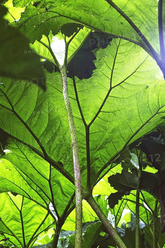 View through large, green leaves in the forest with incidence of light