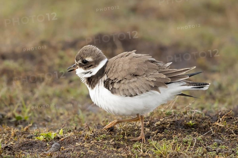 Common Ringed Plover (Charadrius hiaticula) foraging, Smaland, Sweden