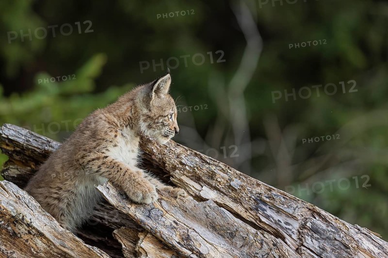 One young (10 weeks old) male Eurasian lynx, (Lynx lynx), hiding in a rotten tree