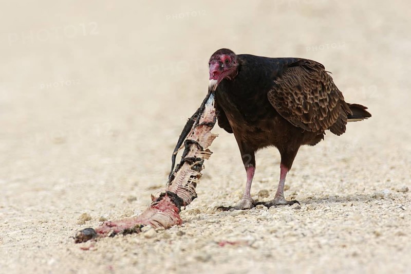 Turkey Vulture (Cathartes aura), Texas, USA