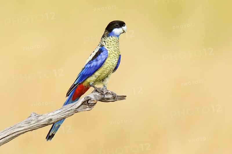 Northern Rosella (Platycercus venustus), Northern Territory, Australia