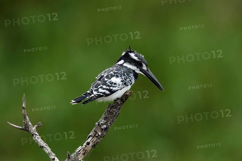 Bonte IJsvogel zittend op tak, Pied Kingfisher sitting on pearch