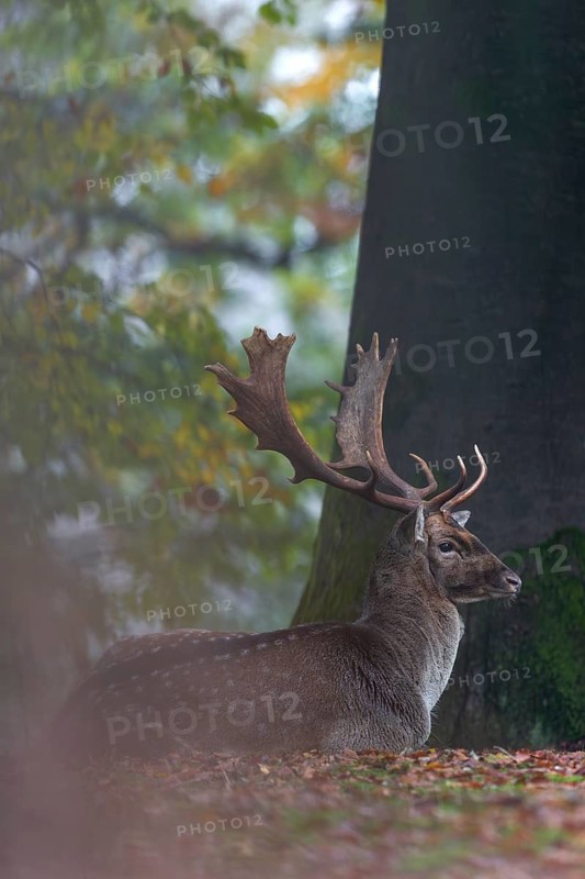 After a few minutes the fallow deer (Dama dama) lies down on the forest floor and looks towards the rutting ground, rutting, mating season, deer rutting, autumn, October, Germany