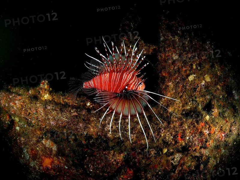 Pacific red lionfish (Pterois volitans)