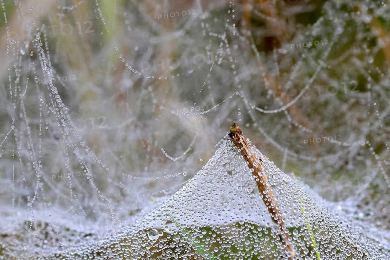 Morning dew on spider threads, September, Mecklenburg-Western Pomerania, Germany