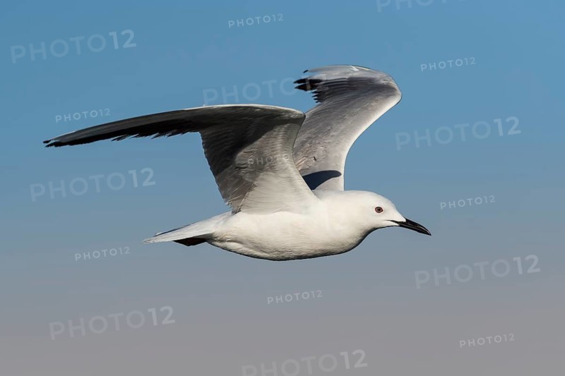 Slender-billed Gull (Chroicocephalus genei) flying, Eilat, Israel