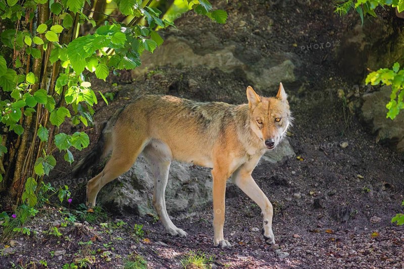 A female grey wolf (Canis lupus lupus) walks past her den in the forest on a sunny day