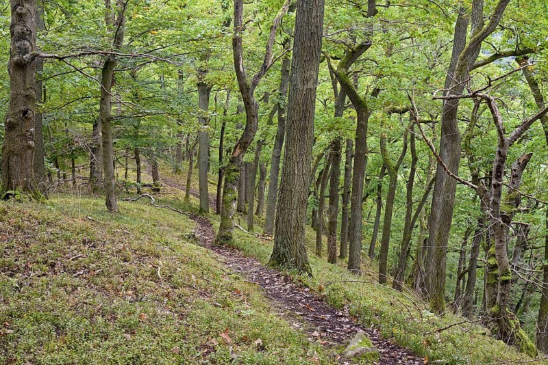 Narrow path leads on a steep slope through deciduous forest to Edersee, autumn, Kellerwald-Edersee National Park, Hesse, Germany