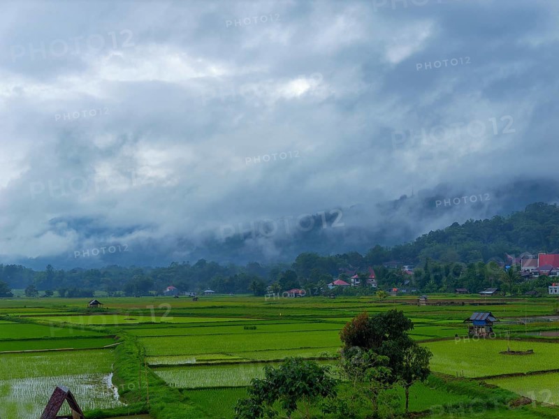 Landscape with green rice paddies, Tana Toraja, Rantepao, Sulawesi, Indonesia