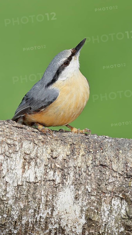 Nuthatch (Sitta europaea) sitting on a fallen birch trunk, Animals, Birds, Siegerland, North Rhine-Westphalia, Germany