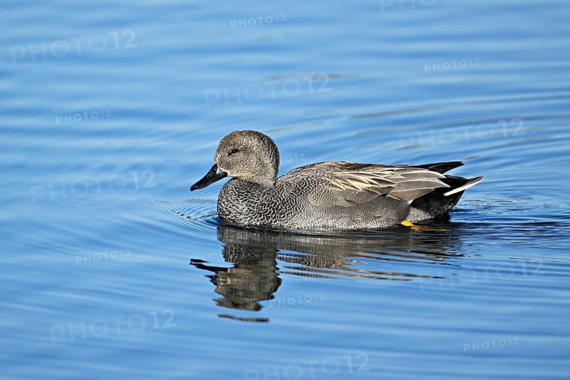 Adult gadwall (Mareca strepera), male swimming on Lake Zug, Switzerland