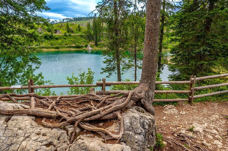 Exposed roots cling to a rock by a wooden fence, overlooking the turquoise waters of lake carezza, surrounded by lush greenery and the dolomites