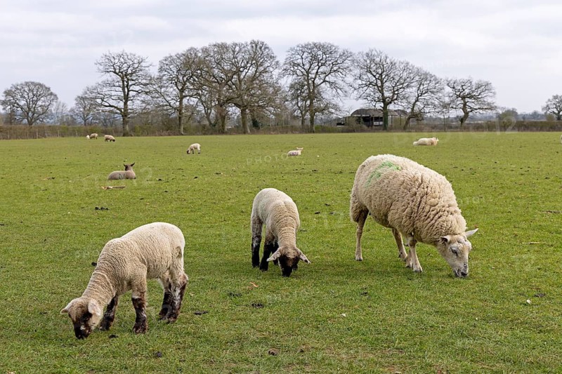 Sheep, lambs, sheep pasture, public footpath, Moreton-in-Marsh, Cotswolds, England, Great Britain