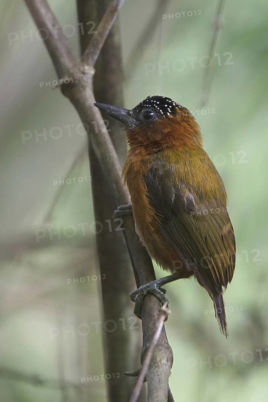 Rufous-breasted Piculet (Picumnus rufiventris), Manu National Park, Peru