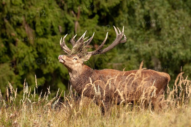 Artiodactyla, Cervus Elaphus, even-toed ungulate, cloven-hoofed, red deer, red deer, fleas, deer, mammals, mammals