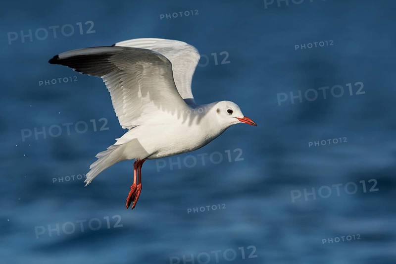 Black-headed Gull (Chroicocephalus ridibundus) flying, Eilat, Israel