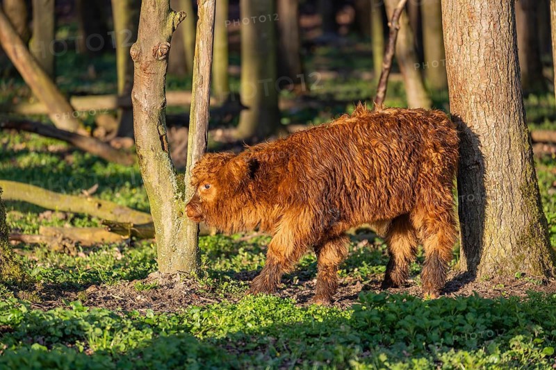 A Highland calf (Bos primigenius taurus) stands in a forest