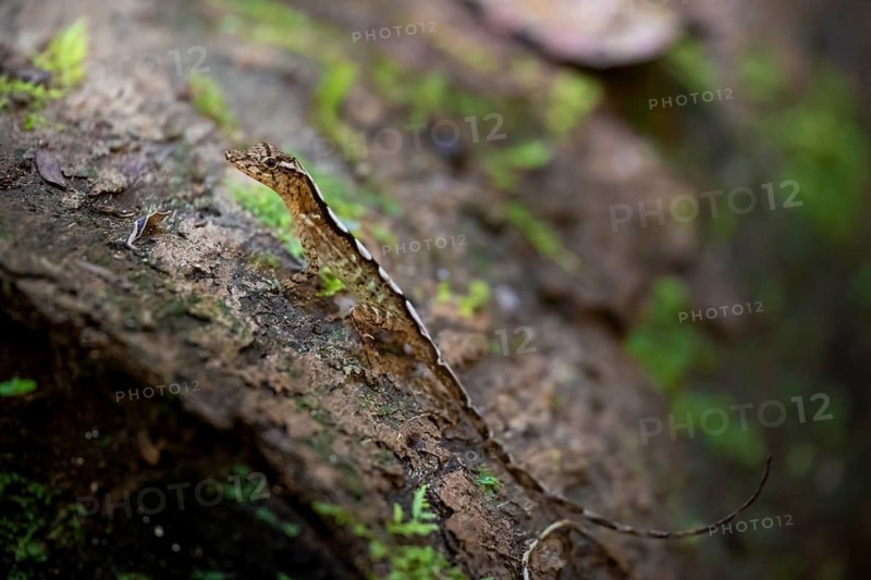 Anolis (Anolis), Corcovado National Park, Osa, Puntarena Province, Costa Rica
