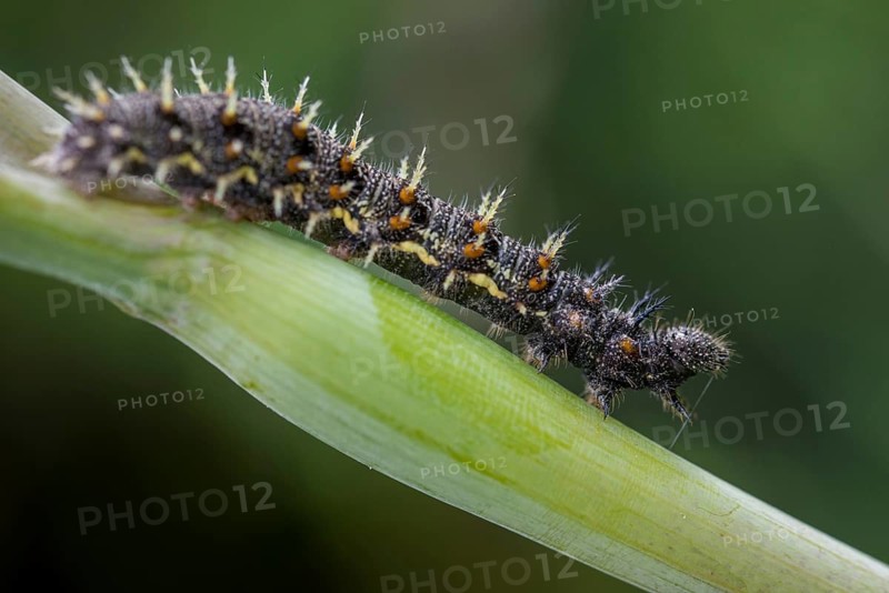 Admiral, Red Admiral, Vanessa Atalanta, Butterfly, Inchworm, Insects, Caterpillar, Butterfly, Butterflies