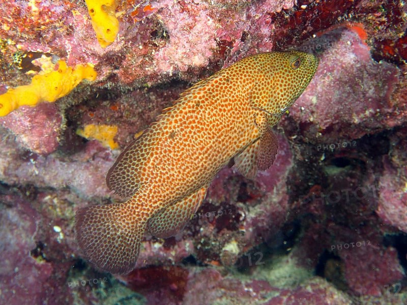 A fish with a reddish-brown scale pattern, the blood-red jewel cichlid (Cephalopholis cruentata), close-up in a coral reef, at the John Pennekamp Coral Reef State Park dive site, Key Largo, Florida Keys, Florida, USA
