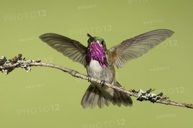 Calliope Hummingbird (Selasphorus calliope), Montana, USA