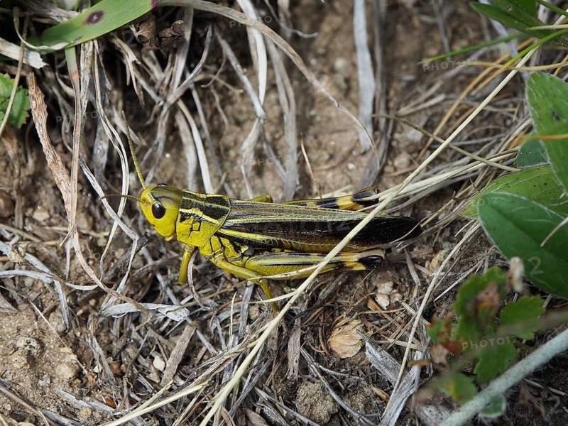 A yellow grasshopper, the Large Banded Grasshopper (Arcyptera fusca), is perched on dry ground amongst grass and leaves, Goms, Canton of Valais, Switzerland