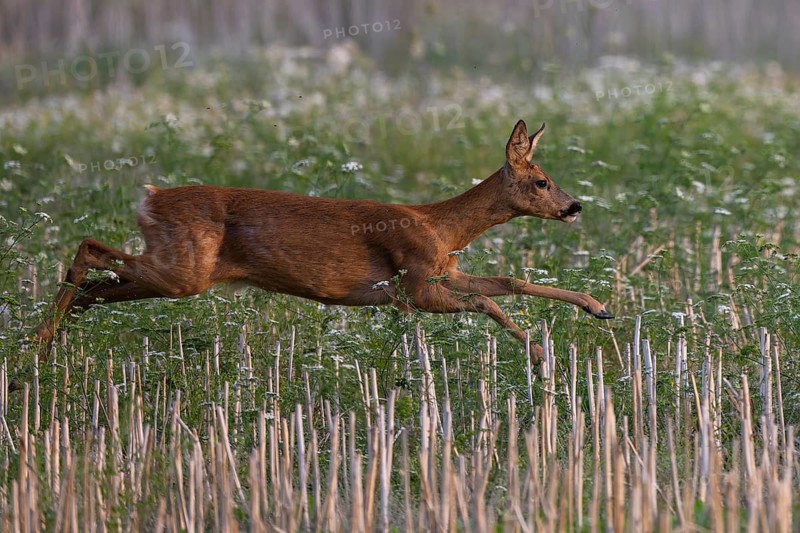 Doe in summer, leaf time, Wittlich, Rhineland-Palatinate, Germany