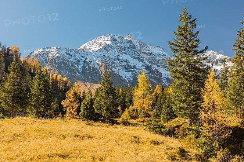 View of an autumnal virgin forest with small ponds, dead trees and heather. Hohe Tauern NP, Kolm Saigurn valley head, Rauris Valley, Austria
