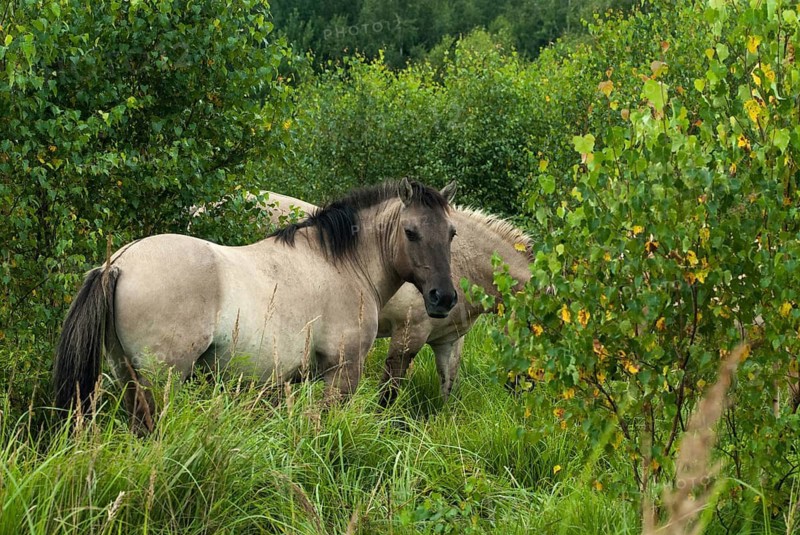 Am Swordstein, Equus Caballus sspec., Germany, odd-toed ungulates, perissodactyla, Tautenhain, Thuringia, habitat care, domesticated animals, pet, horses, landscape management, landscape preservation, mammals, horses, mammals, unpaired ungulates