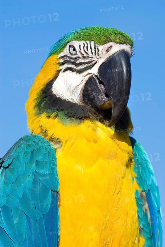 Blue and yellow macaw (Ara ararauna), parrot, bird, colourful, outdoor, sky