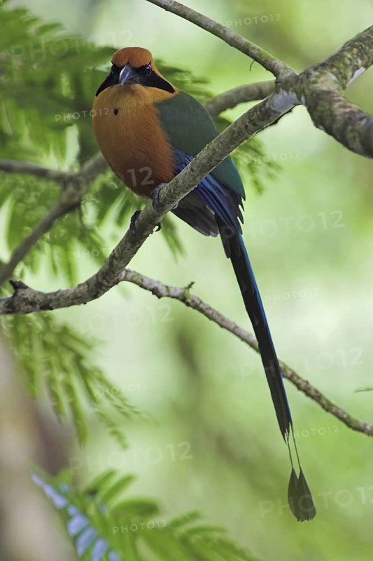 Rufous Motmot (Baryphthengus martii), Costa Rica
