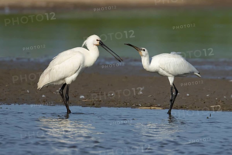 Eurasian spoonbill (Platalea leucorodia) two birds adult bird and juvenile bird begging for food in a shallow lagoon, England, United Kingdom