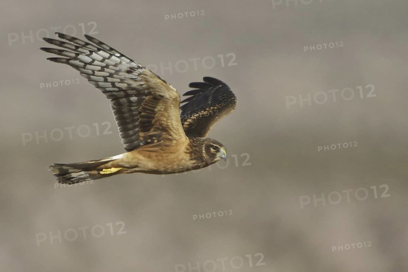 Northern Harrier (Circus hudsonius) female flying, New Mexico, USA