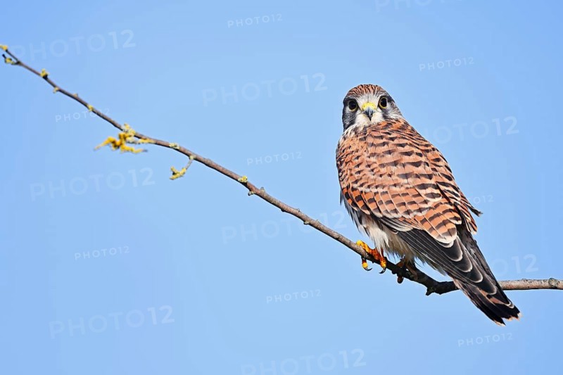 Kestrel (Falco tinnunculus), female perched on a twig, North Rhine-Westphalia, Germany