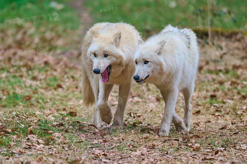 Two white wolves attentively exploring the autumnal forest landscape, Arctic wolf (Canis lupus arctos), Germany