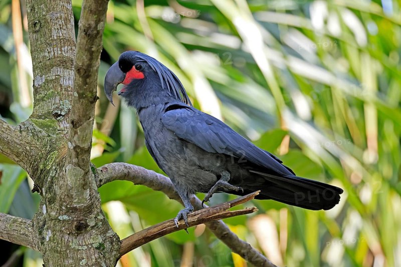 Palm Cockatoo (Probosciger aterrimus), Arabian Cockatoo, adult, on tree, perch, calling, Australia