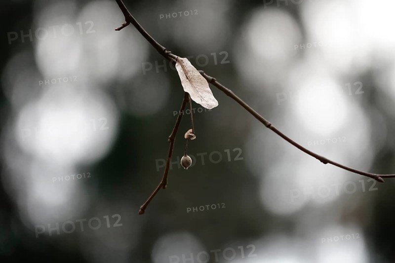 Lime tree in winter, Germany