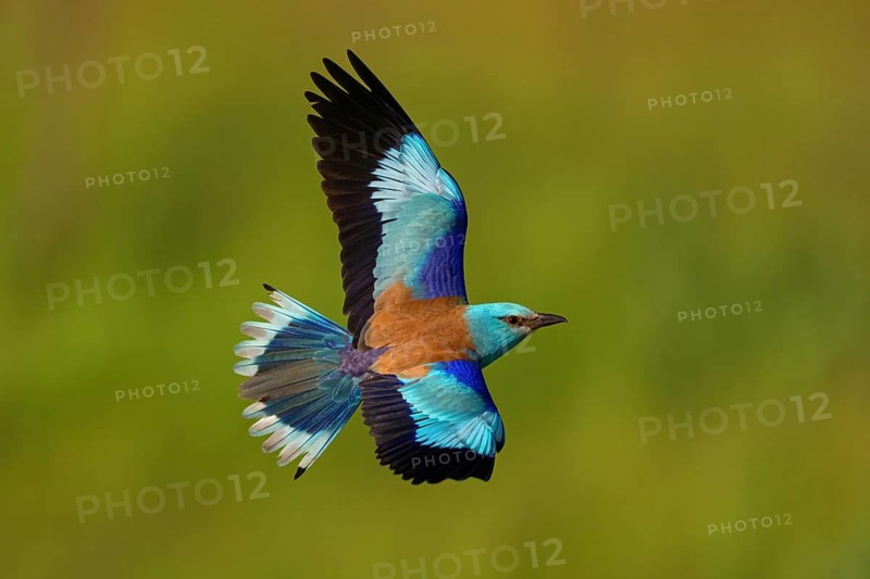 European roller (Coracias garrulus), on perch, Tower Hide, Tiszaalpár, Kiskunsági National Park, Bács-Kiskun, Hungary